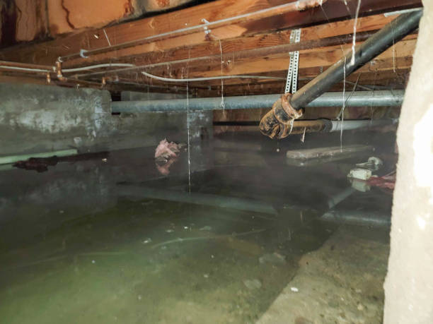 Best Water damage mitigation services  in Waynesville, MO
