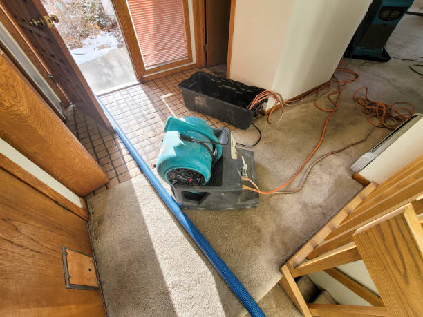 Best Mold removal after water damage  in Waynesville, MO