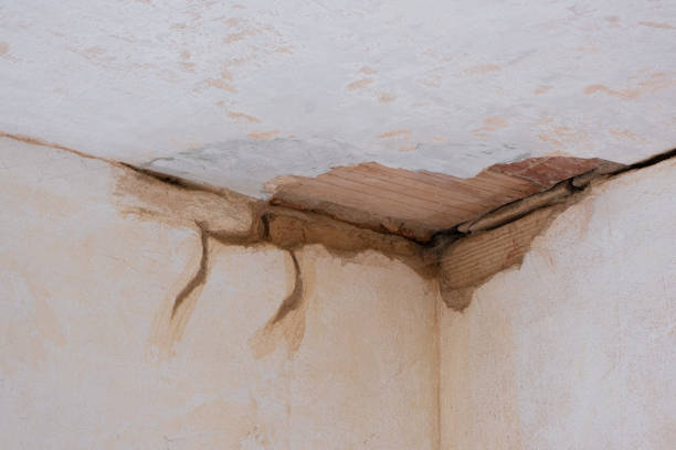Best Mold removal after water damage  in Waynesville, MO